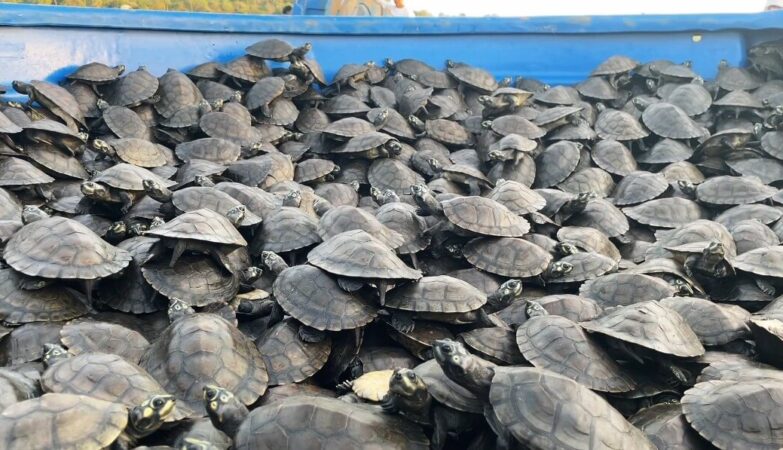 Zoocriadero San Antonio Abad | 22,000 tortugas liberadas